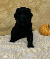 Orange collar, a male Giant Schnauzer for sale in Orlando, FL – Photo 3 of 5