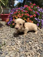 Mac, a male Dachshund for sale in Pagosa Springs, CO – 2 of 2