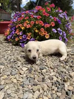 Curly, a male Dachshund for sale in Pagosa Springs, CO – 2 of 2