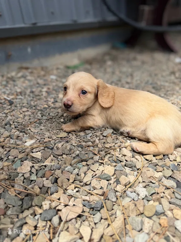 Mac – Dachshund puppy for sale in Pagosa Springs, CO