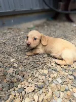 Mac, a male Dachshund for sale in Pagosa Springs, CO – 1 of 2