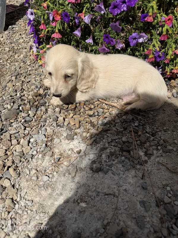 Curly – Dachshund puppy for sale in Pagosa Springs, CO