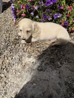 Curly, a male Dachshund for sale in Pagosa Springs, CO – 1 of 4