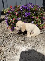 Moe, a male Dachshund for sale in Pagosa Springs, CO – 4 of 5