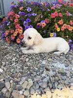 Moe, a male Dachshund for sale in Pagosa Springs, CO – 2 of 2