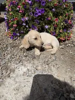Moe, a male Dachshund for sale in Pagosa Springs, CO – 3 of 5