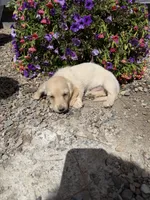 Moe, a male Dachshund for sale in Pagosa Springs, CO – 5 of 5