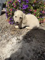 Curly, a male Dachshund for sale in Pagosa Springs, CO – 4 of 4