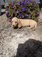 Mac, a male Dachshund for sale in Pagosa Springs, CO – 4 of 4