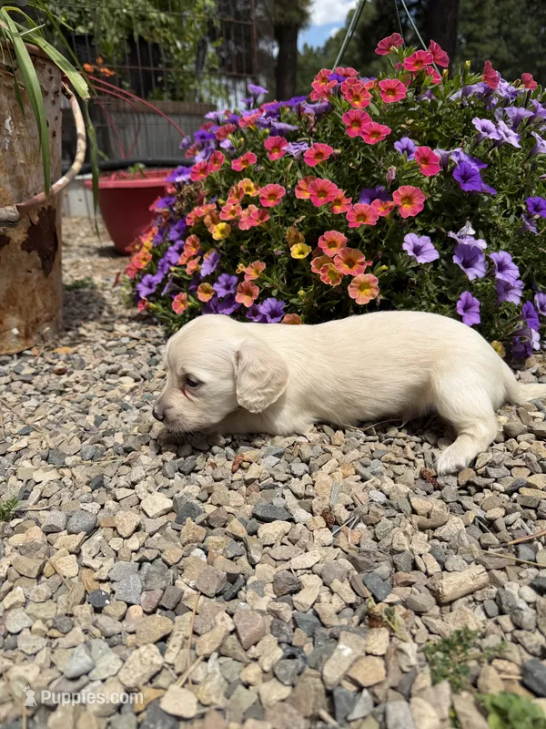 Curly – Dachshund puppy for sale in Pagosa Springs, CO