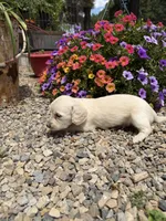 Curly, a male Dachshund for sale in Pagosa Springs, CO – 1 of 2