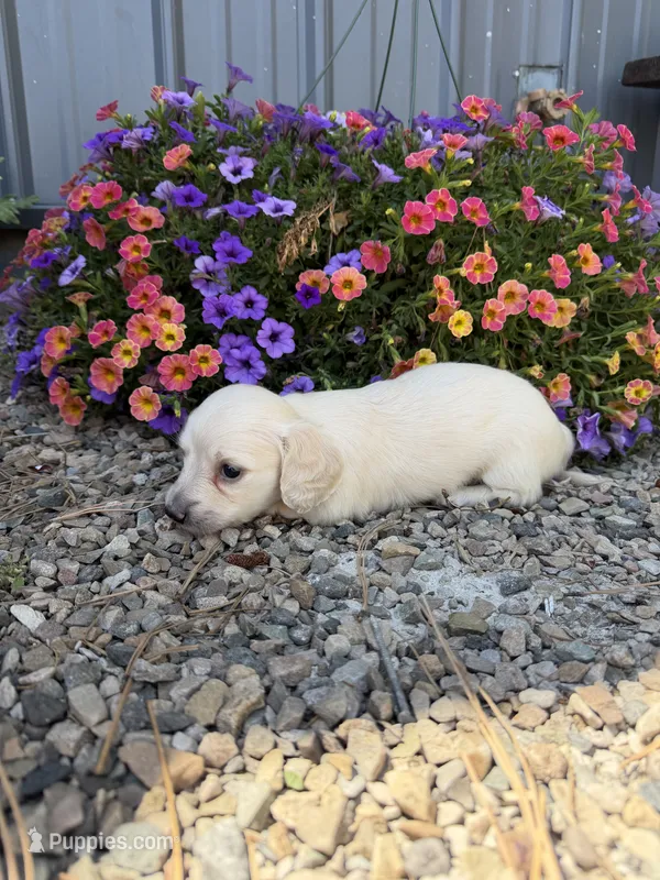 Moe – Dachshund puppy for sale in Pagosa Springs, CO