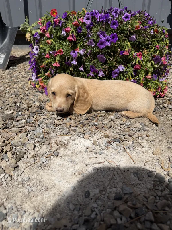 Mac – Dachshund puppy for sale in Pagosa Springs, CO