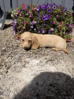 Mac, a male Dachshund for sale in Pagosa Springs, CO – 1 of 4