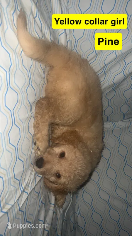Pine – Aussiedoodle, Goldendoodle puppy on hold in Ozark, MO