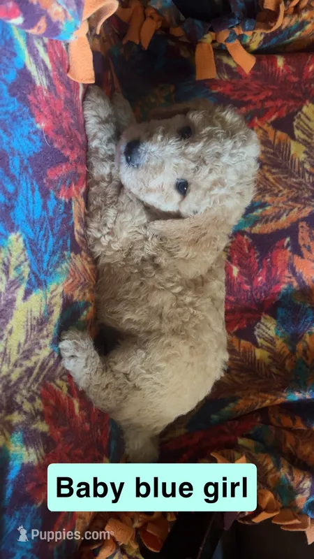Maple – Aussiedoodle, Goldendoodle puppy for sale in Ozark, MO