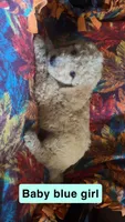 Maple, a female Aussiedoodle and Goldendoodle for sale in Ozark, MO – 1 of 1