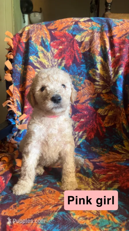 Willow – Aussiedoodle, Goldendoodle puppy for sale in Ozark, MO