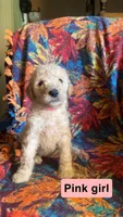 Willow, a female Aussiedoodle and Goldendoodle for sale in Ozark, MO – 1 of 1