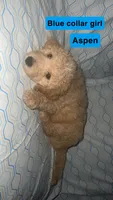 Aspen, a female Aussiedoodle and Goldendoodle for sale in Ozark, MO – 1 of 1