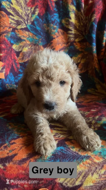 Cyprus – Aussiedoodle, Goldendoodle puppy for sale in Ozark, MO