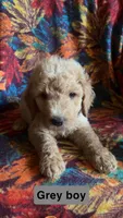 Cyprus, a male Aussiedoodle and Goldendoodle for sale in Ozark, MO – 1 of 1