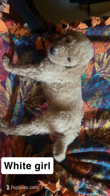 Olive  – Aussiedoodle, Goldendoodle puppy for sale in Ozark, MO