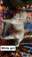 Olive , a female Aussiedoodle and Goldendoodle for sale in Ozark, MO – 1 of 1
