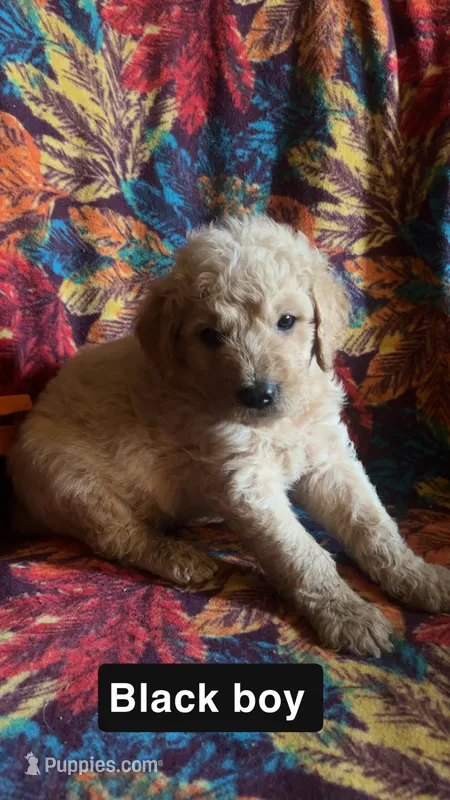 Cedar – Aussiedoodle, Goldendoodle puppy for sale in Ozark, MO