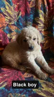 Cedar, a male Aussiedoodle and Goldendoodle for sale in Ozark, MO – 1 of 1