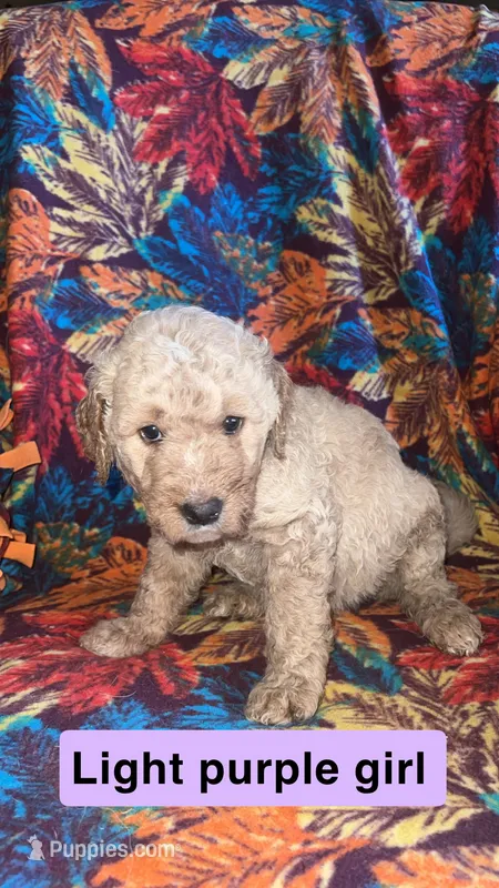 Magnolia – Aussiedoodle, Goldendoodle puppy for sale in Ozark, MO