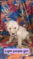 Magnolia, a female Aussiedoodle and Goldendoodle for sale in Ozark, MO – 1 of 1