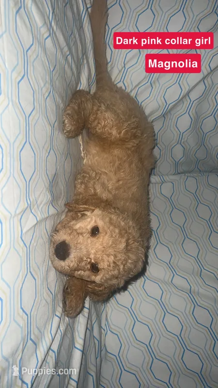 Magnolia – Aussiedoodle, Goldendoodle puppy for sale in Ozark, MO