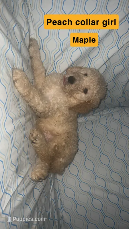 Maple – Aussiedoodle, Goldendoodle puppy for sale in Ozark, MO