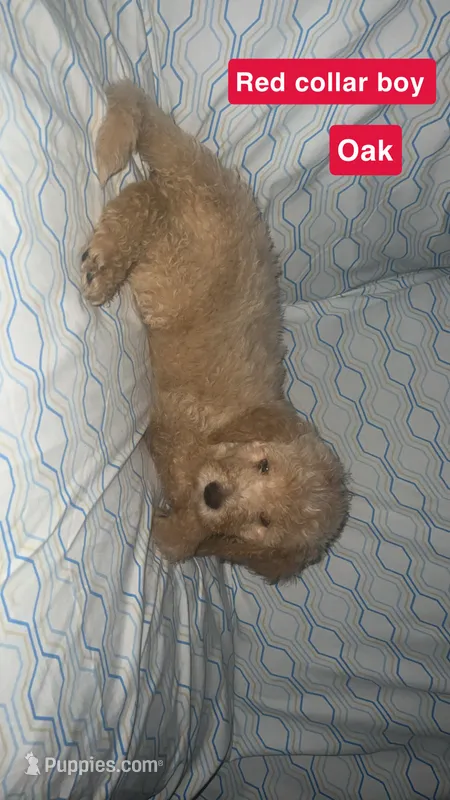 Oakley  – Aussiedoodle, Goldendoodle puppy for sale in Ozark, MO