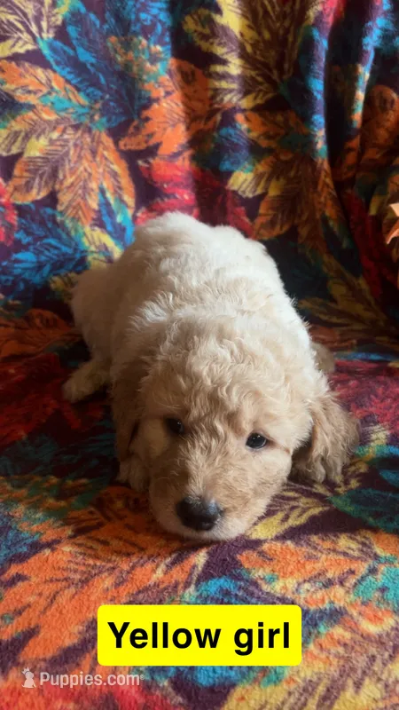 Hazel – Aussiedoodle, Goldendoodle puppy for sale in Ozark, MO