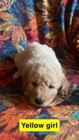 Hazel, a female Aussiedoodle and Goldendoodle for sale in Ozark, MO – 1 of 1