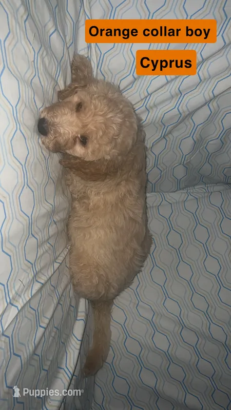 Cyprus – Aussiedoodle, Goldendoodle puppy for sale in Ozark, MO