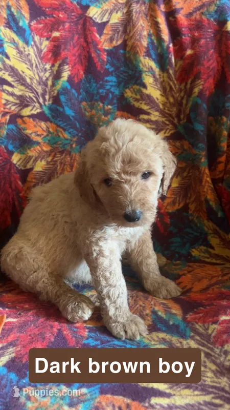 Oakley  – Aussiedoodle, Goldendoodle puppy for sale in Ozark, MO