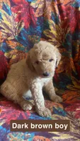 Oakley , a male Aussiedoodle and Goldendoodle for sale in Ozark, MO – 1 of 1