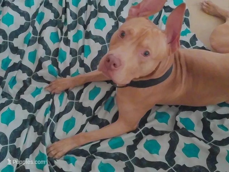 Koda – Great Dane, American Pit Bull Terrier puppy for sale in Saint Louis, MO