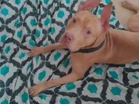 Koda, a male Great Dane and American Pit Bull Terrier for sale in Saint Louis, MO – 1 of 1
