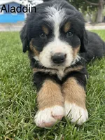 Aladdin , a male Bernese Mountain Dog for sale in Ephrata, WA – 1 of 3