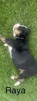 Raya, a female Bernese Mountain Dog for sale in Ephrata, WA – 3 of 3
