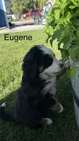 Eugene , a male Bernese Mountain Dog for sale in Ephrata, WA – 1 of 3