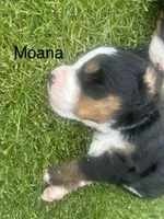 Moana , a female Bernese Mountain Dog for sale in Ephrata, WA – 2 of 2