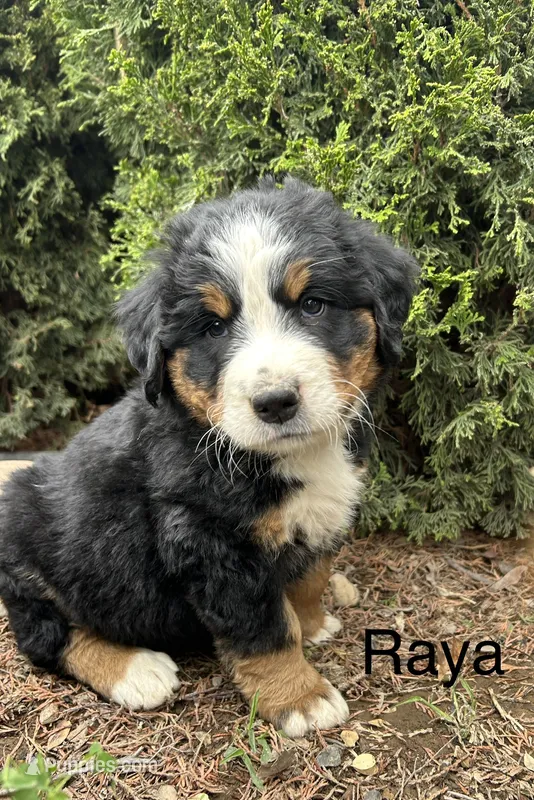Raya – Bernese Mountain Dog puppy for sale in Ephrata, WA