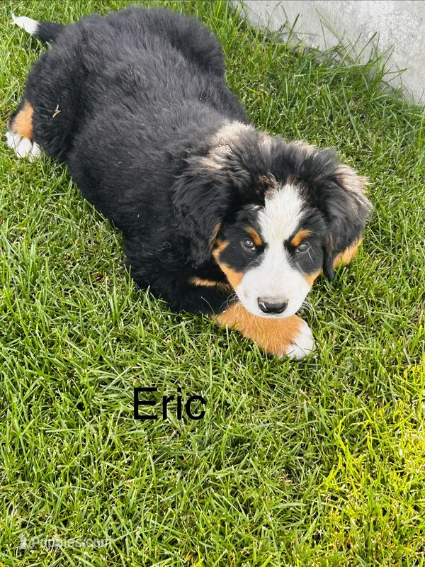 Eric – Bernese Mountain Dog puppy for sale in Ephrata, WA