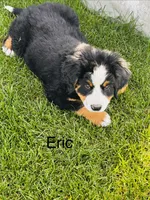 Eric, a male Bernese Mountain Dog for sale in Ephrata, WA – 3 of 3