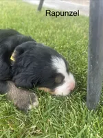 Rapunzel , a female Bernese Mountain Dog for sale in Ephrata, WA – 3 of 3